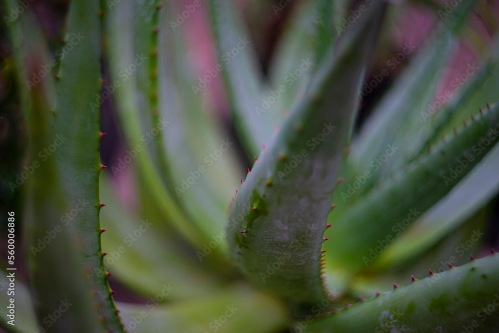 aloe in the detail of leaf with thorns aloe in the detail of leaf with thorns