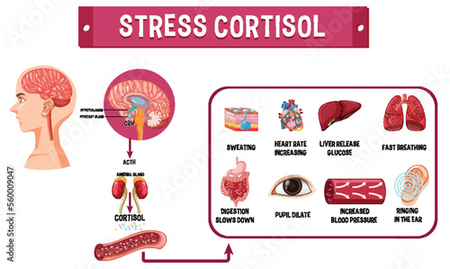Stress cortisol system scheme