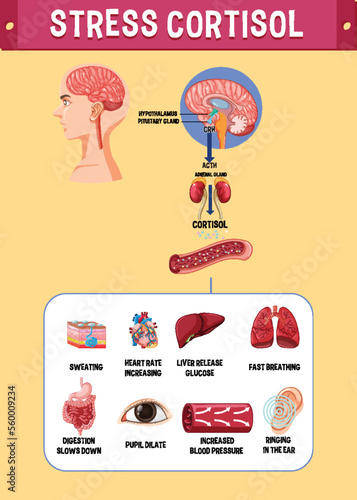 Stress cortisol system scheme