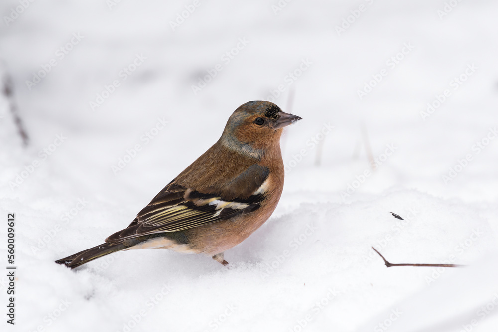 Male chaffinch foraging on the snowy ground in the winter Male chaffinch foraging on the snowy ground in the winter