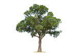 Tree on transparent picture background with clipping path, single tree with clipping path and alpha channel