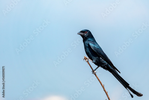 Black Drongo 
