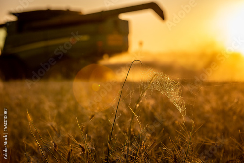 Spider Web in wheat 