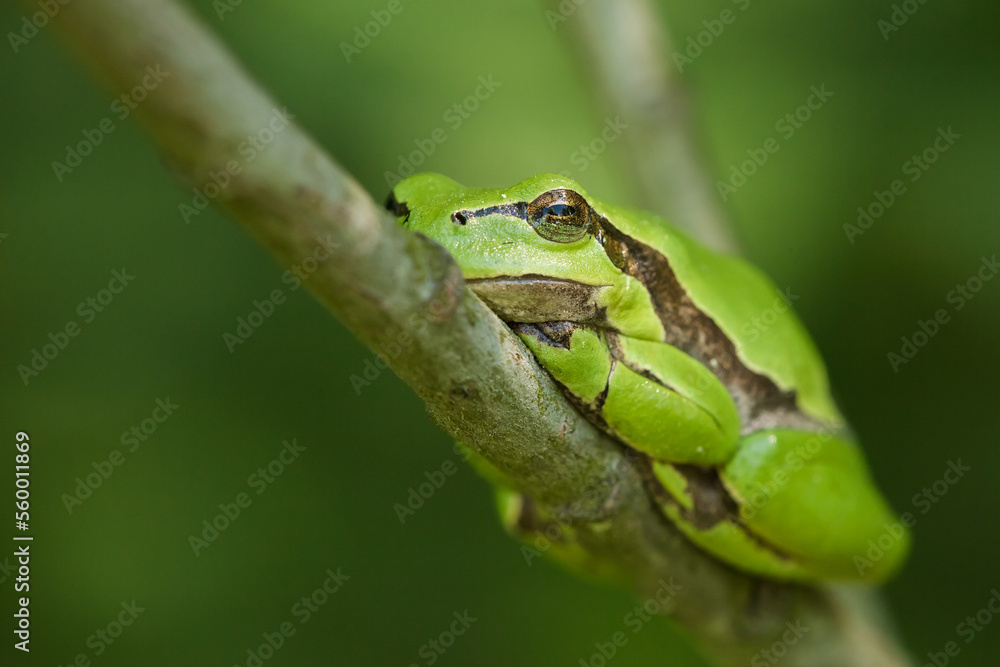 sleeping tree frog on a branch, lazy day, day off sleeping tree frog on a branch, lazy day, day off