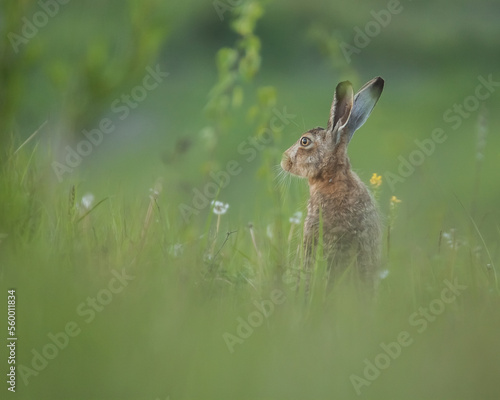 hare, rabbit in the grass, lepua europaeus © LIMARIO