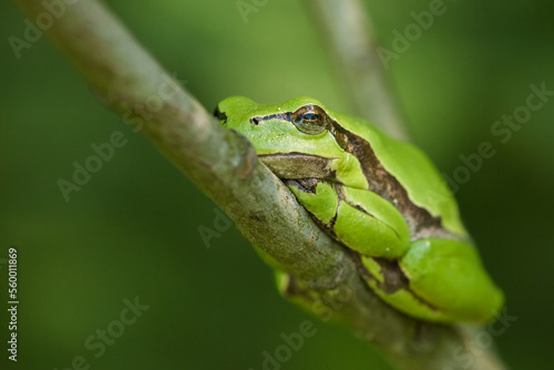 sleeping tree frog on a branch, lazy day, day off