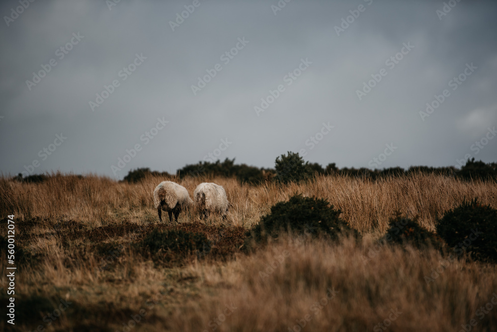 Fototapeta premium Irland Wicklow Mountains Roadtrip