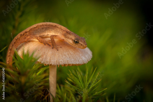 Canvas Print young newt on a little mushroom - smooth newt, European newt, northern smooth ne