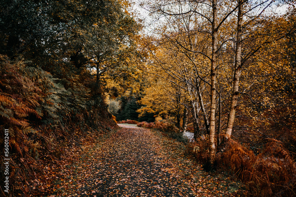 Obraz premium Irland Wicklow Mountains Roadtrip