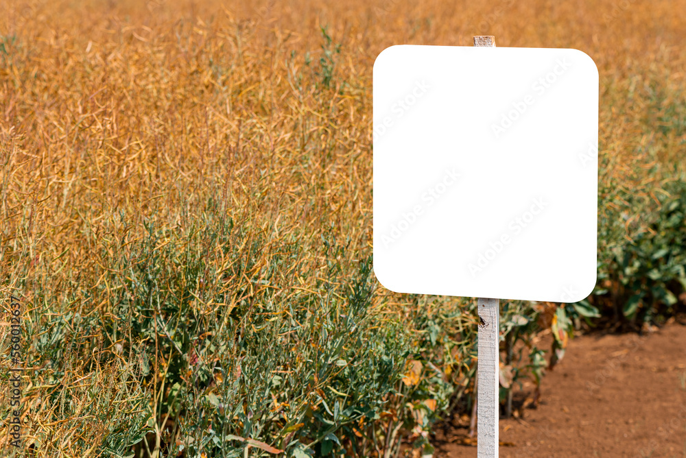Blank mockup sign board in ripe rapeseed crop field