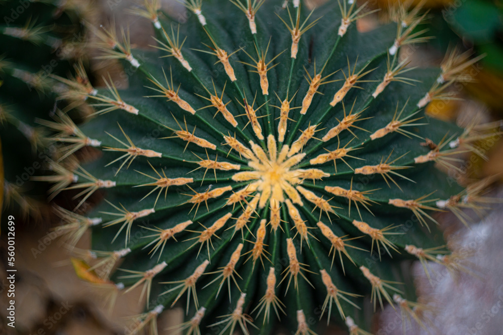 cactus (ferocactus) in the detail select focus, art picture of plant, macro photography of a plant with a small depth of field cactus (ferocactus) in the detail select focus, art picture of plant, macro photography of a plant with a small depth of field