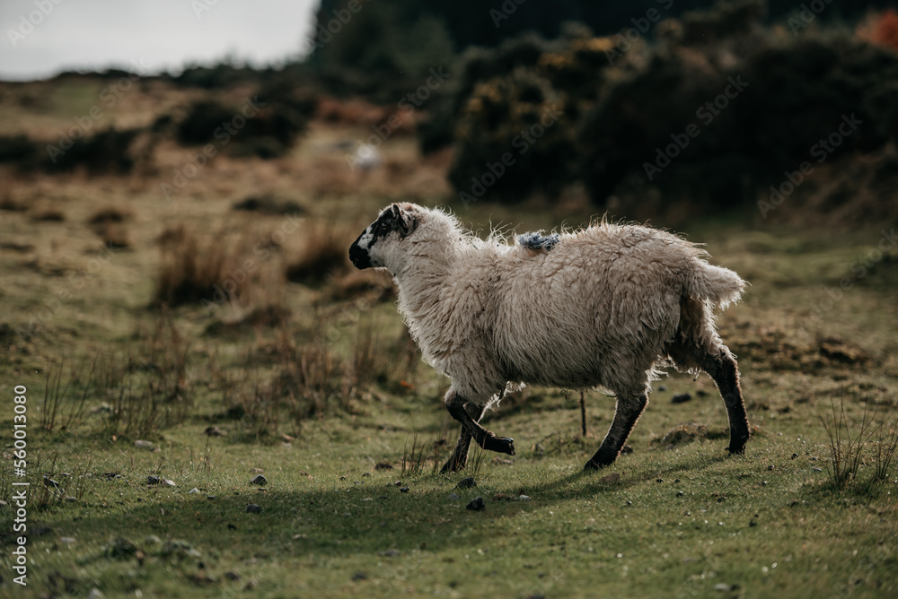 Fototapeta premium Irland Wicklow Mountains Roadtrip