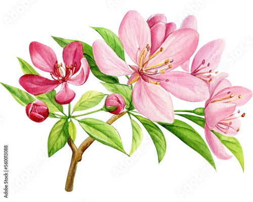 Blossoms apple tree. Flowers hand-drawn watercolor  pink floral botanical illustration