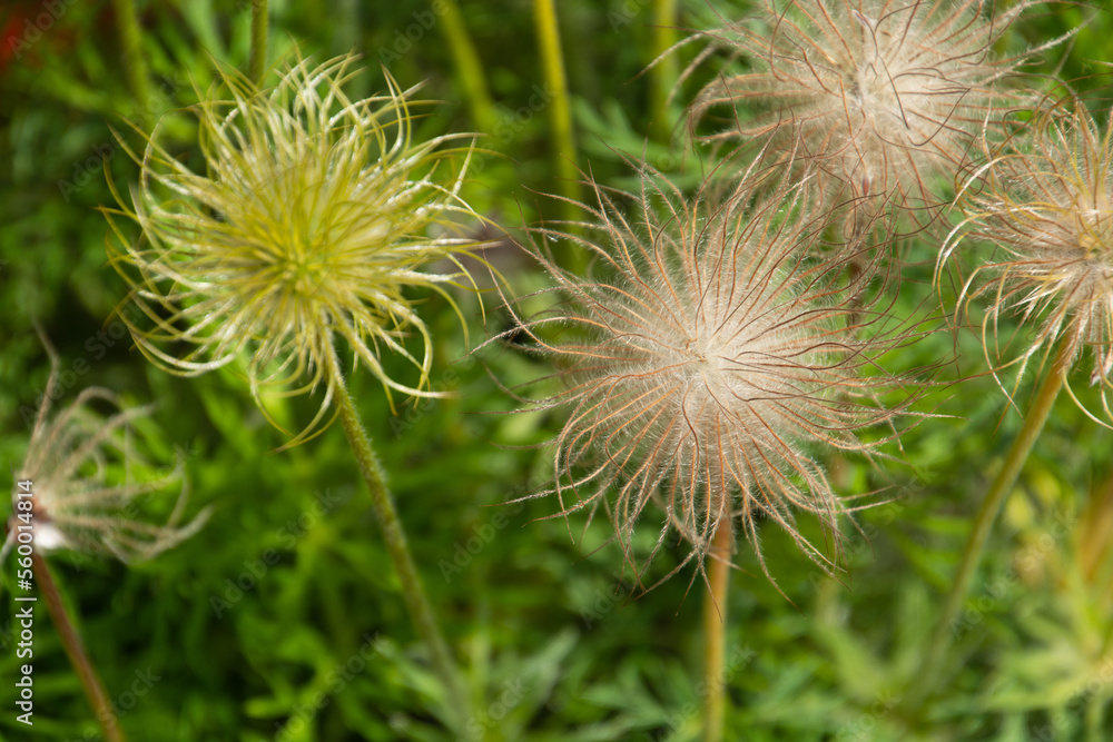 Hairy Pulsatilla seedheads silver colored sparkling in the morning sun Hairy Pulsatilla seedheads silver colored sparkling in the morning sun