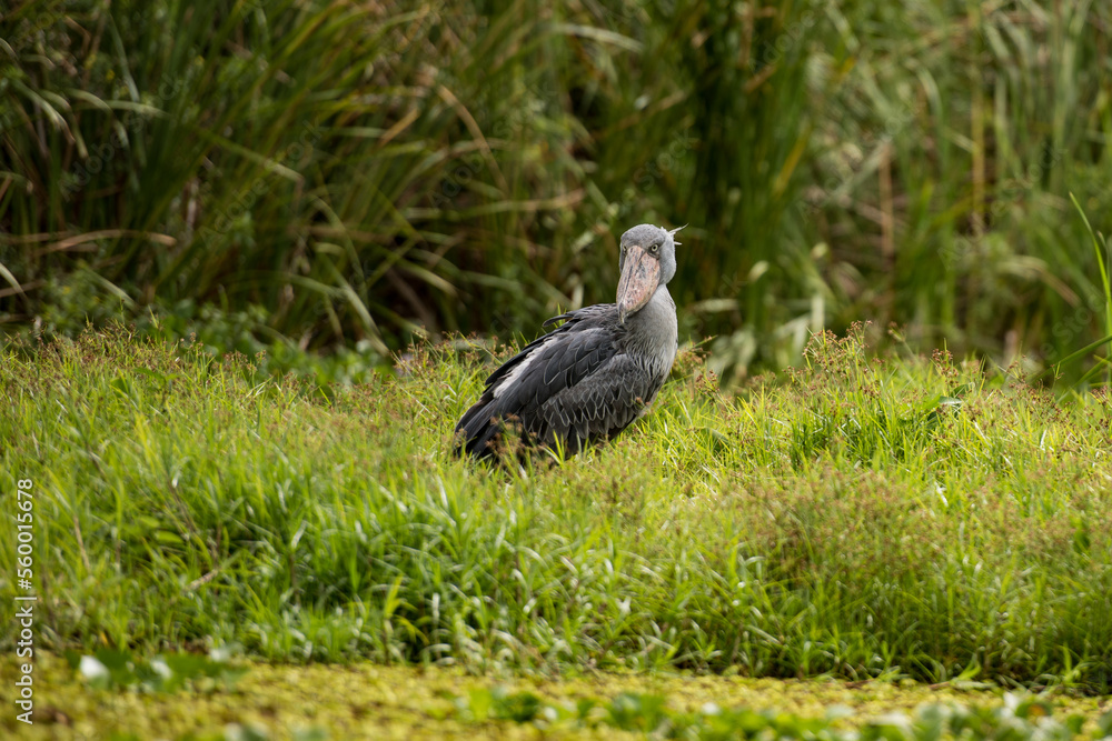 African Balaeniceps (Balaeniceps rex) is a large African bird from the order of the rocks, known especially because of its conspicuously shaped beak. African Balaeniceps (Balaeniceps rex) is a large African bird from the order of the rocks, known especially because of its conspicuously shaped beak.