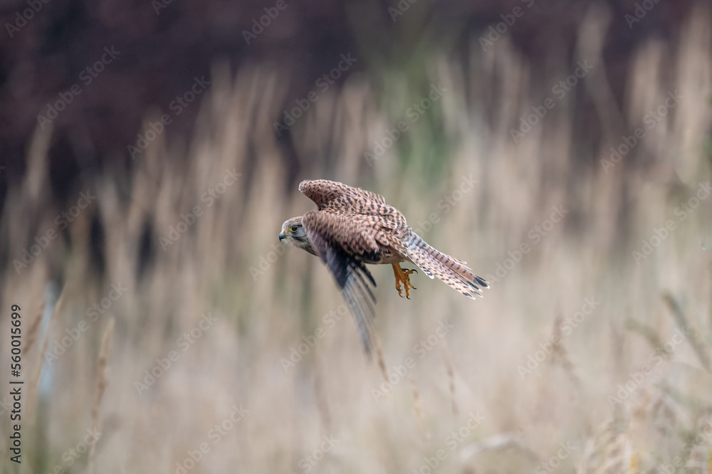Fototapeta premium Common kestrel (Falco tinnunculus) is a bird of prey species belonging to the kestrel group of the falcon family Falconidae.