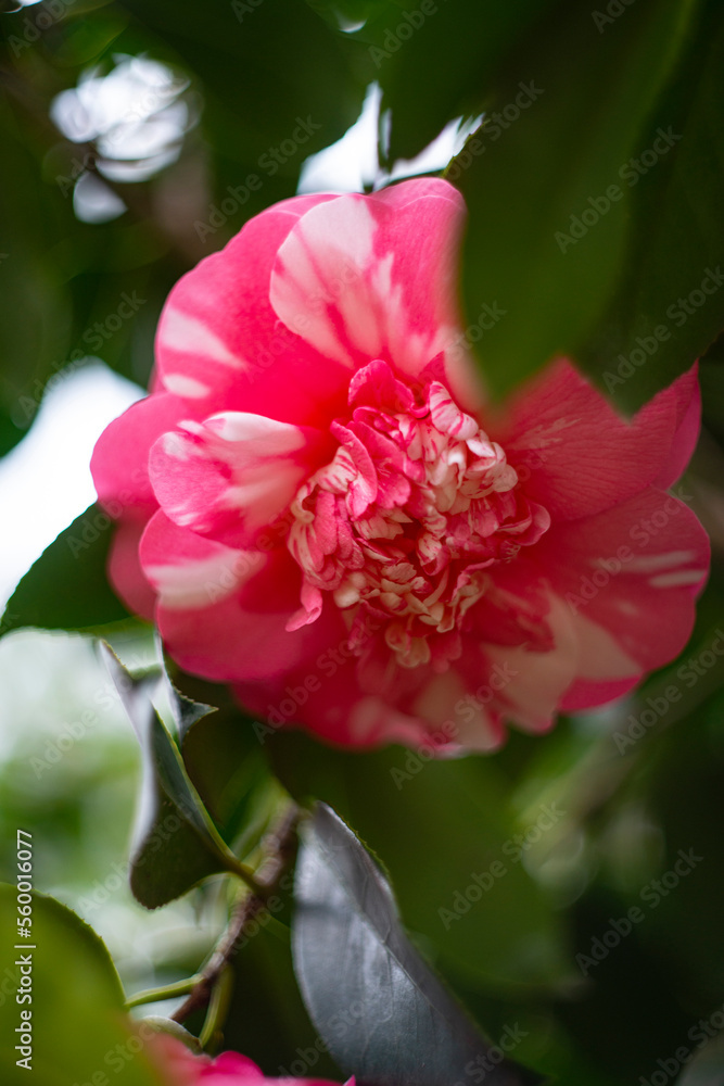 beautiful camellia - in glasshouse close up
