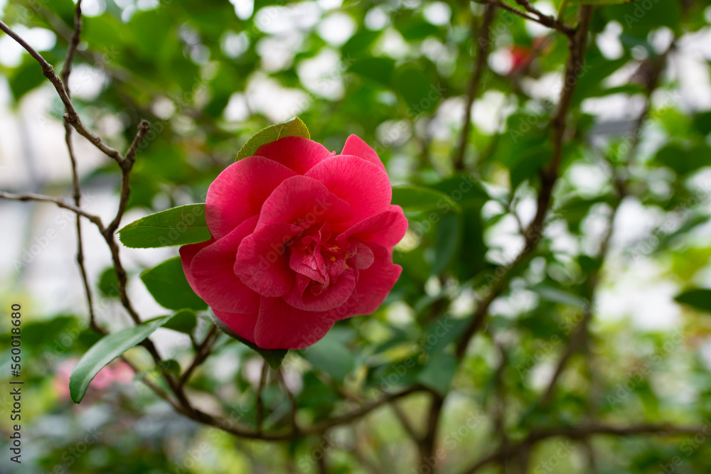 beautiful camellia - in glasshouse close up beautiful camellia - in glasshouse close up