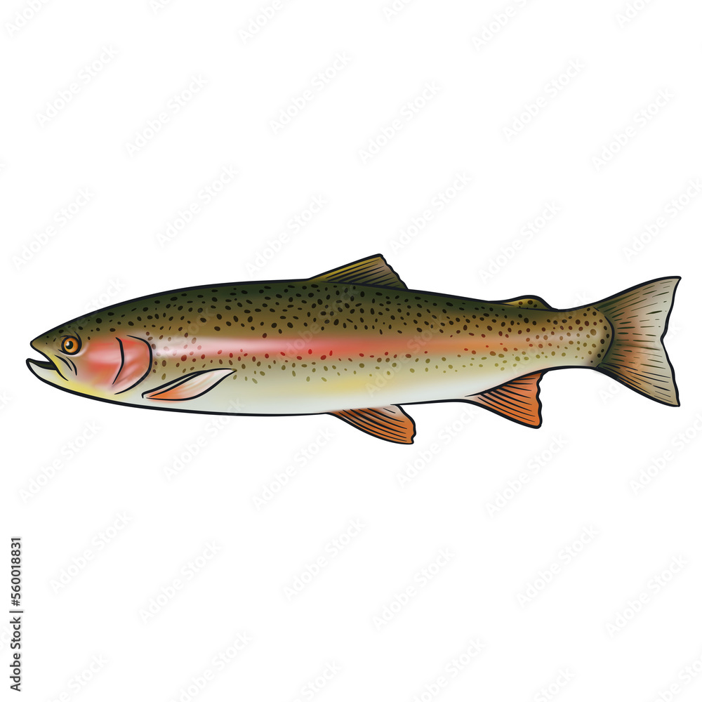 illustration trout fish or rainbow fish with transparent background in fresh water illustration trout fish or rainbow fish with transparent background in fresh water