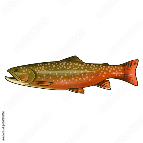 Wall Mural illustration trout fish or rainbow fish with transparent background in fresh wat