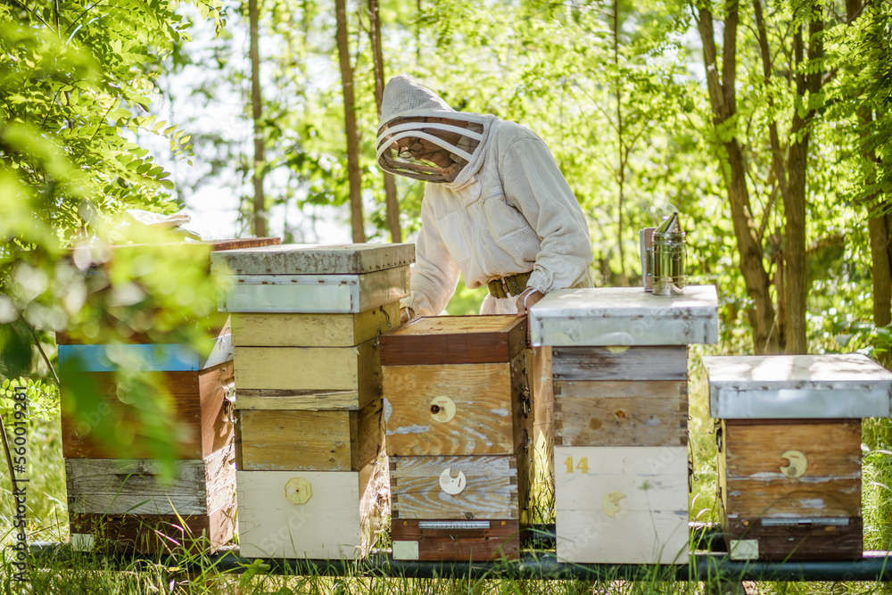 Beekeeper is examining his beehives in forest. Beekeeping professional occupation. Beekeeper is examining his beehives in forest. Beekeeping professional occupation.