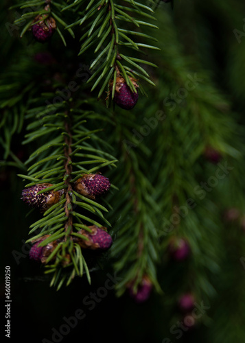 Baby pinecones