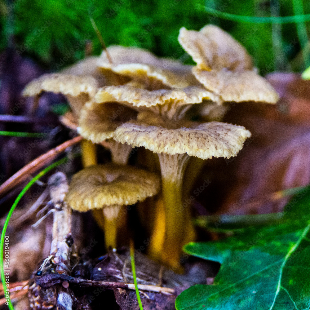 Fototapeta premium Funnel Chantarelle