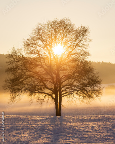 Einsamer Baum im Winter Wunderland bei Sonnenuntergang