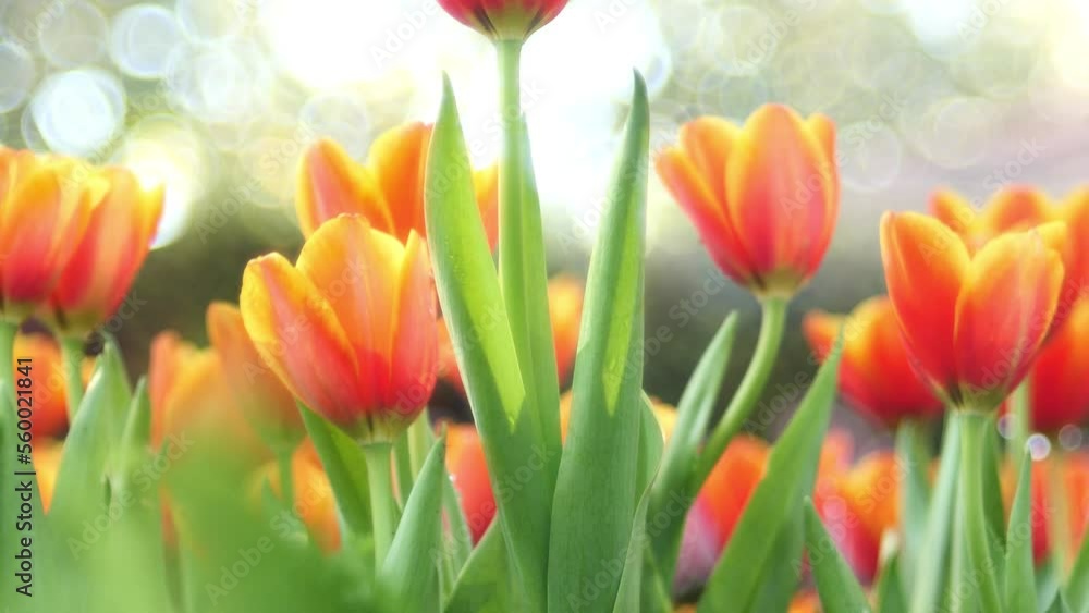 Tulip flowers in the garden. Tulip flowers in the garden.