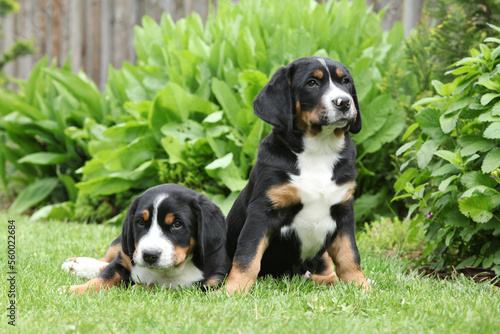 Puppies of Greater Swiss Mountain Dog in the garden