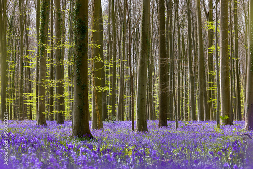 Bluebell forest in spring