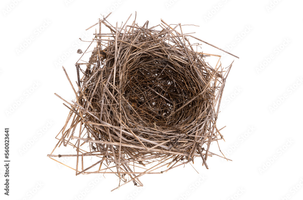 Obraz premium bird's nest isolated