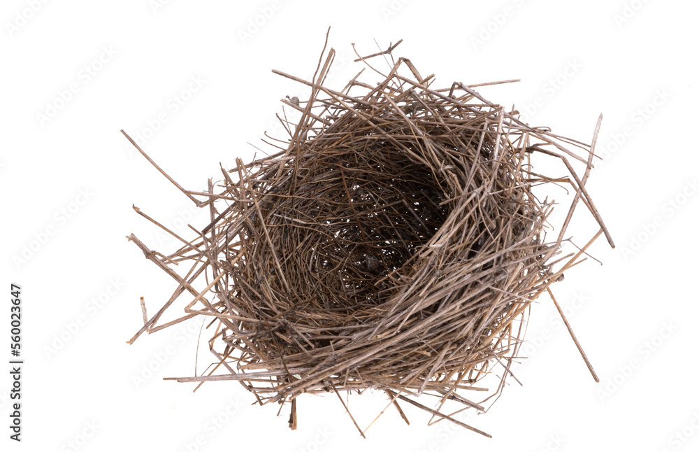 Obraz premium bird's nest isolated