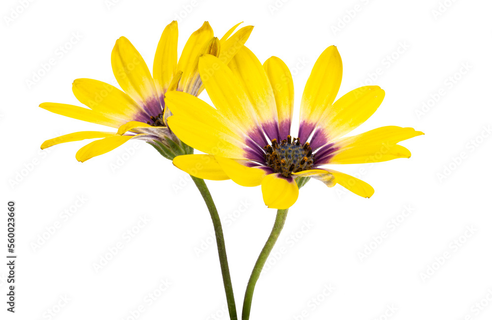 Naklejka premium Osteospermum Flower isolated