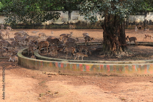  A group of Chital deer is staying under the tree in the national zoo of Dhaka Bangladesh