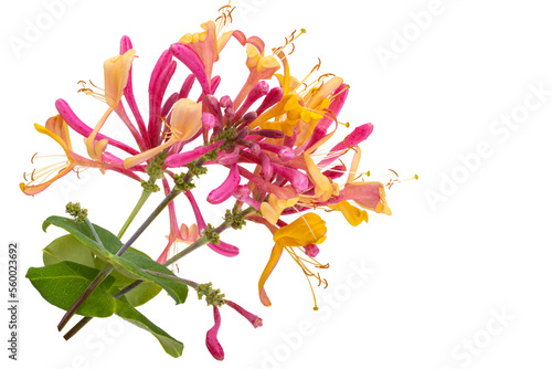 Foto honeysuckle flowers isolated