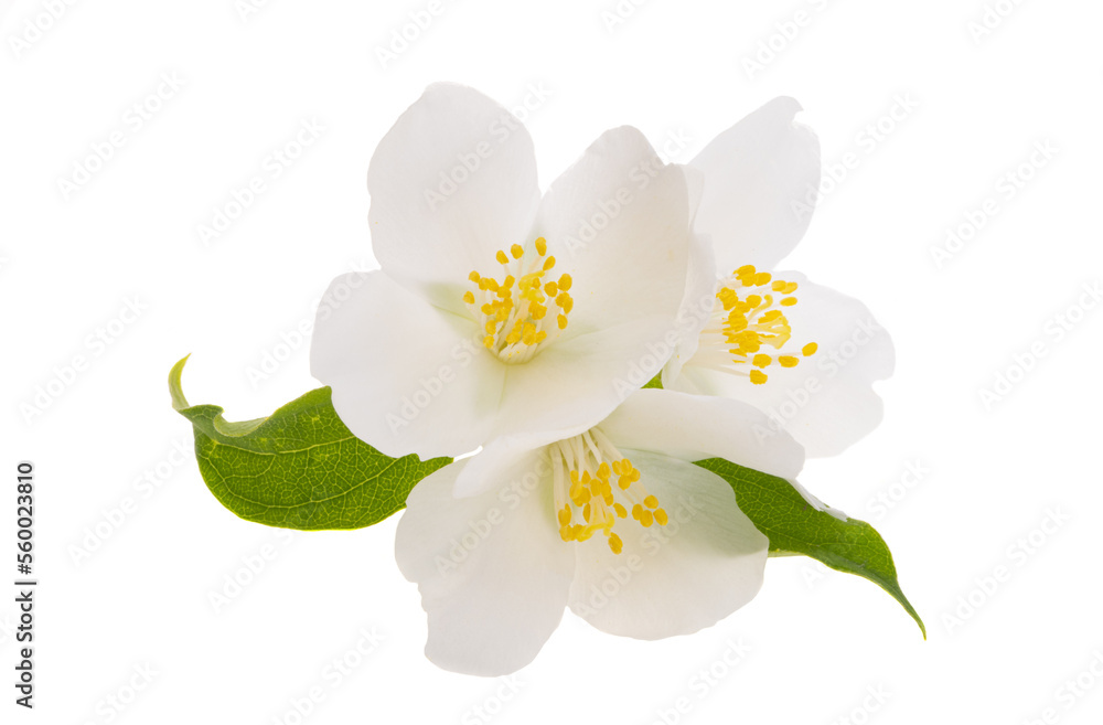 Fototapeta premium jasmine flowers isolated