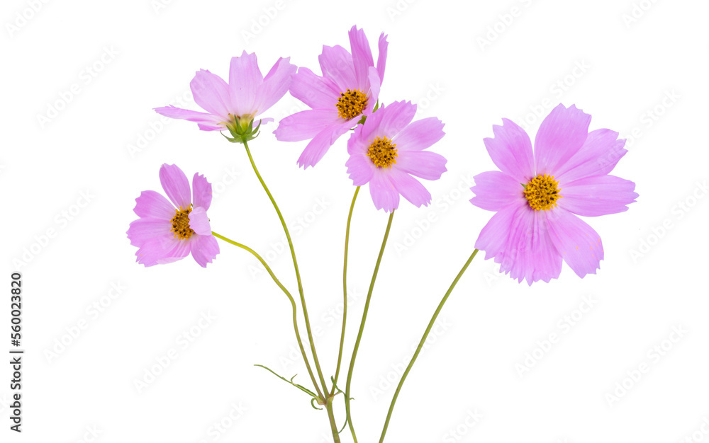 bouquet of cosmos isolated