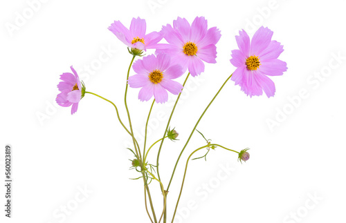 bouquet of cosmos isolated