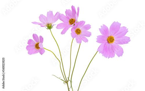 bouquet of cosmos isolated