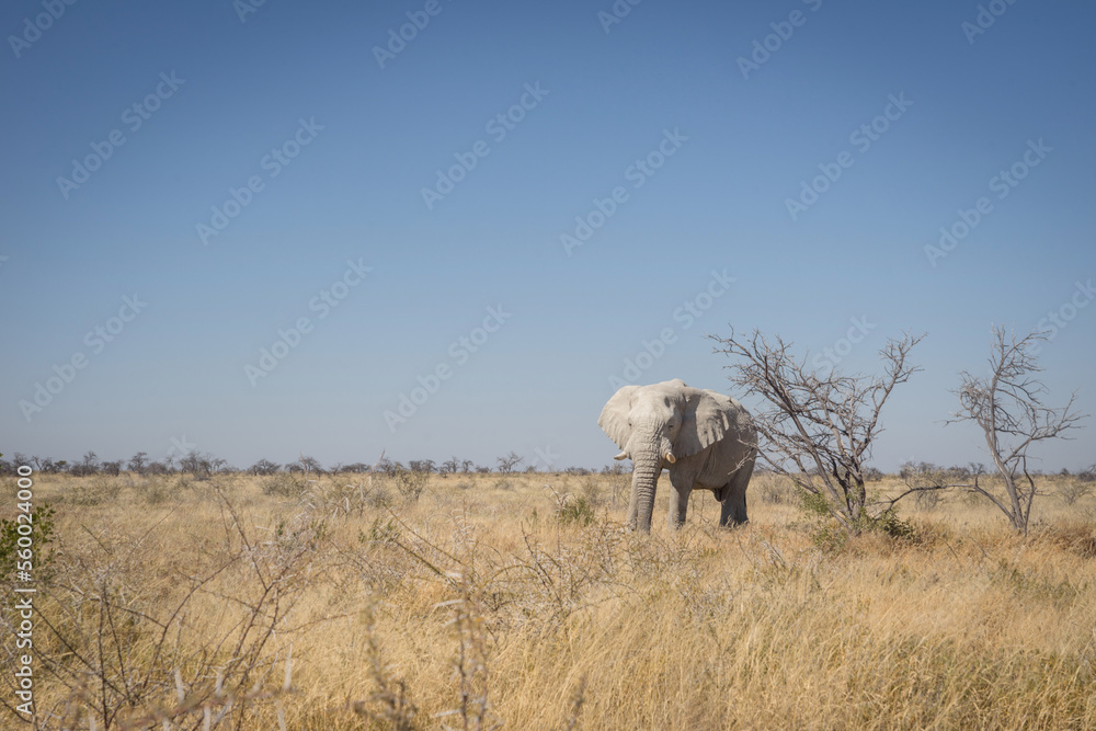 wild elephant in savannah - namibia wild elephant in savannah - namibia