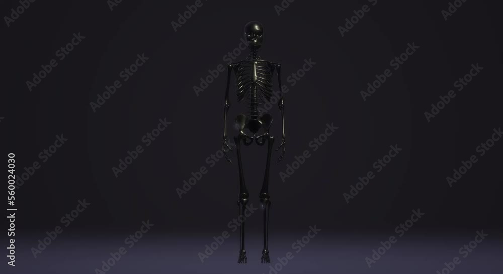 human body anatomy, skull skeleton human body anatomy, skull skeleton