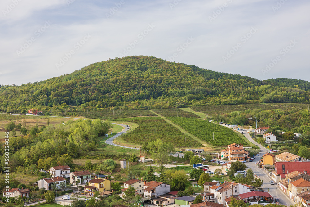 Vineyards around Motovun bordered by access roads