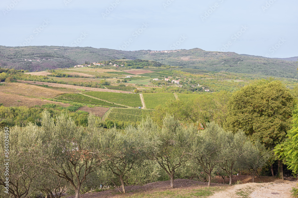 Vineyards and olive trees around Motovun bordered by access roads