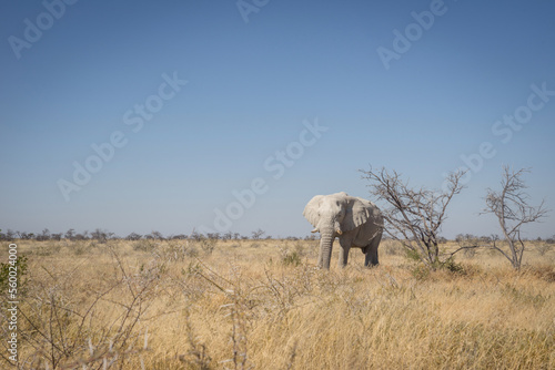 wild elephant in savannah - namibia
