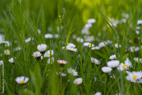 daisies in green grass