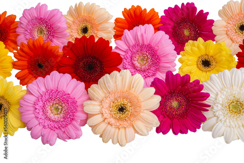 background of gerbera flowers isolated