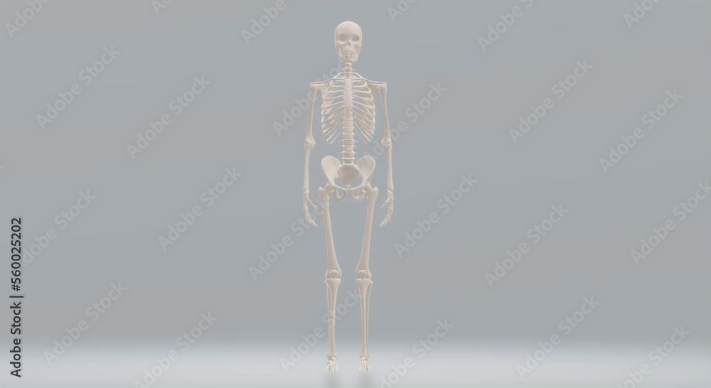 human body anatomy, skull skeleton human body anatomy, skull skeleton
