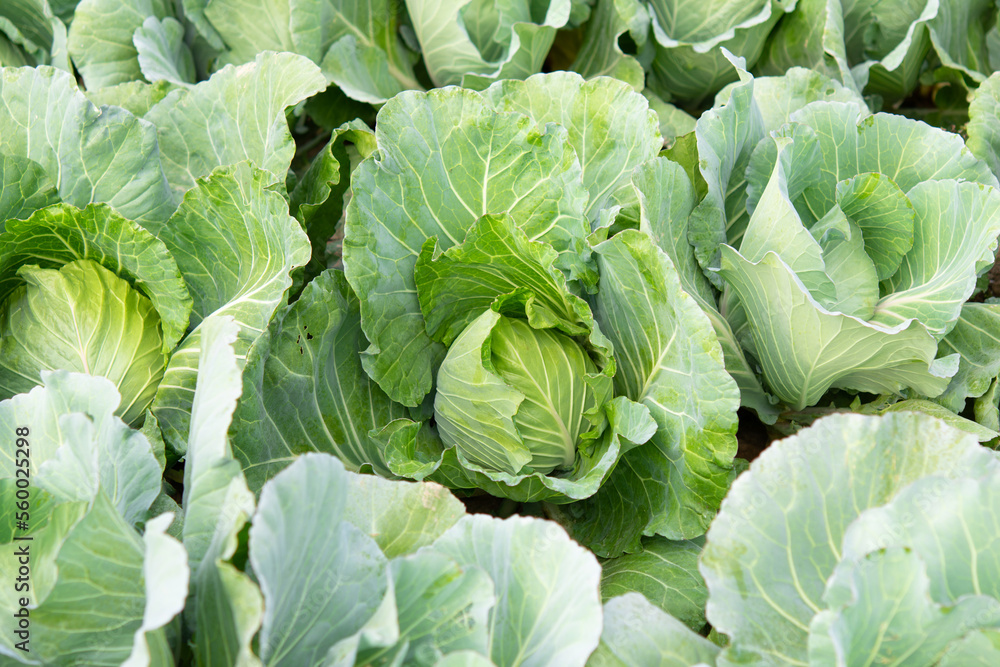 Fresh Cabbage Grown in Organic Garden, Healthy Food Fresh Cabbage Grown in Organic Garden, Healthy Food