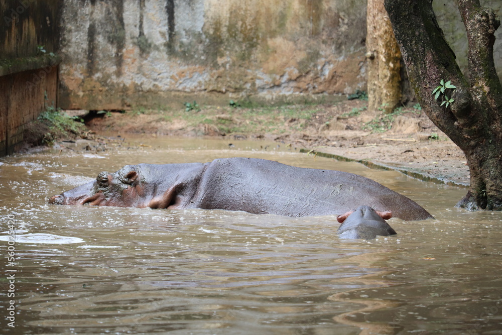 Fototapeta premium A largest hippopotomus at a sink in the national zoo of Bangladesh